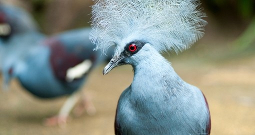 Crowned pigeon