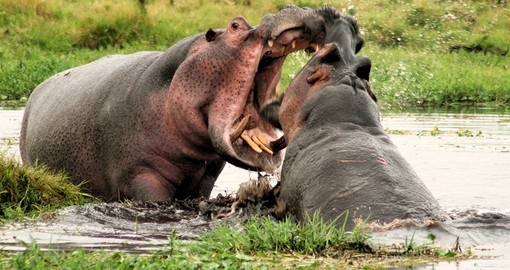 Watch life how Hippos wrestle in a swamp in Amboseli National Park on your next trip to Kenya.