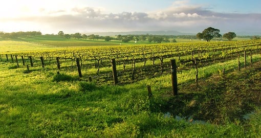 Explore beautiful Vineyard in the Barossa Valley during your next Australia tours.