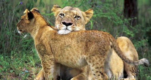 A lioness caresses her cub in the Sabi Sabi Game Reserve