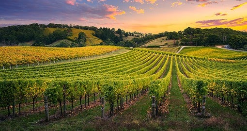 Visit one of the many vineyards that are located within Barossa on your next Australian Vacation