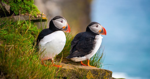 The Atlantic Puffin are the most numerous species of bird in the Faroe Islands