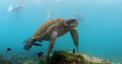 Take advantage of the wet suits and snorkeling gear to discover the undersea treasures of the islands