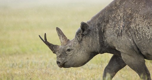 Rare Black Rhino, Selous National Park