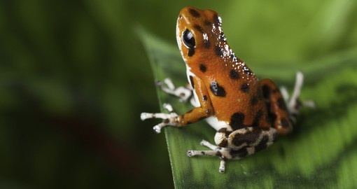 Poison Dart frog