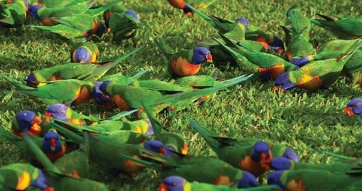 See many wild birds on your next Australia tours.