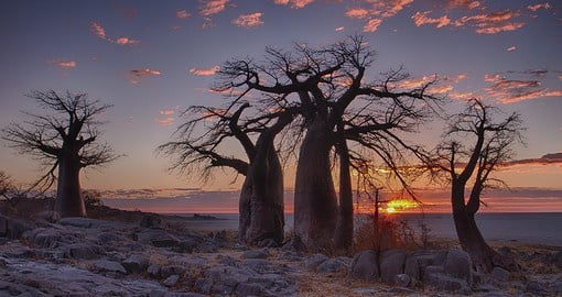 Step onto untouched land to watch a spectacular sunset shrouded by baobab on LeKubu Island