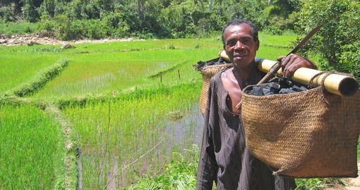 Ricefields - Andapa - Marojejy park
