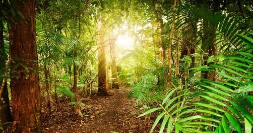 Discover Rainforest Hinterland on your next trip to Australia.