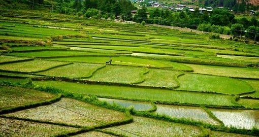 Rice fields in Bhutan