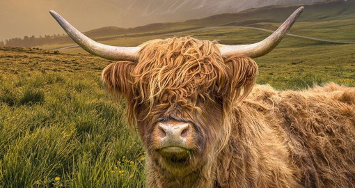 Highland cattle are known for their long horns and shaggy coats