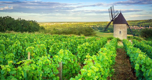 The vineyards of Burgundy produce outstanding Pinot Noir and Chardonnay grapes