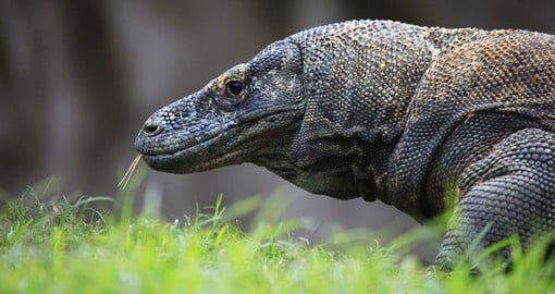 The Komodo Dragon - the worlds largest living species of lizard