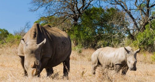See the endangered White Rhino at Hluhluwe Imfolozi on your South African Vacation