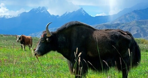 Enjoy Bhutan Nature and Wildlife