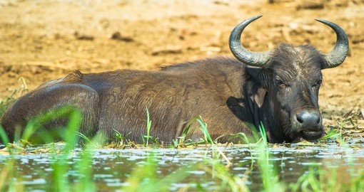 A buffalo laying along the waters edge
