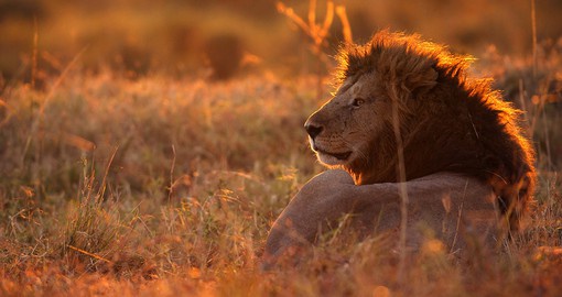 Witness the beauty of the savannah and the creatures that inhabit it