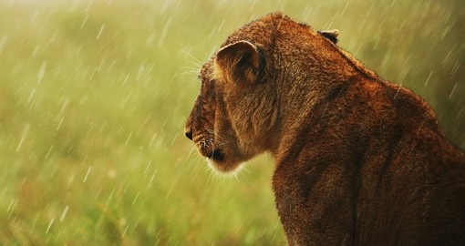 A lioness still hunts in the rain