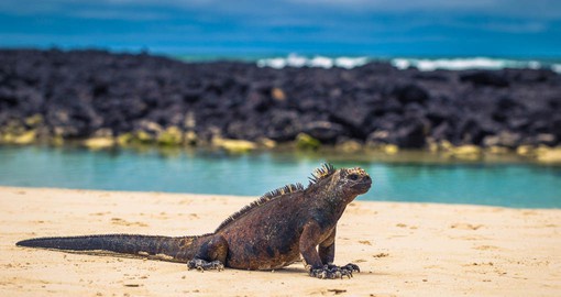 The marine iguana is the only lizard with the ability to live and forage at sea and are only found on the Galapagos