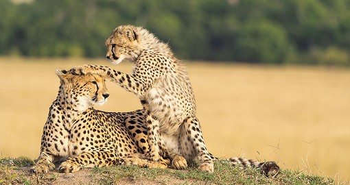 The Masai Mara National Reserve is one of Africa's great safari locations