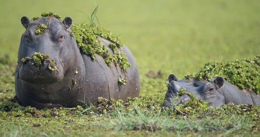 The Okavango Delta has high concentrations of hippo pods
