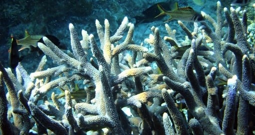 Coral reef and colourful fish - great for divers visiting Lombok island