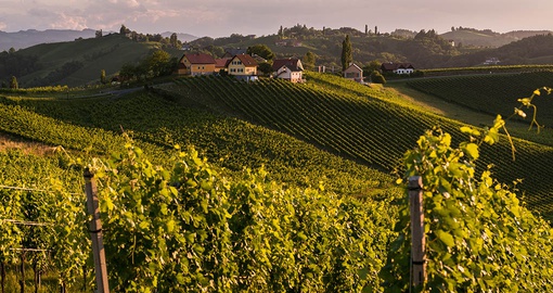 Vineyard in the Slovenian countryside near Maribo