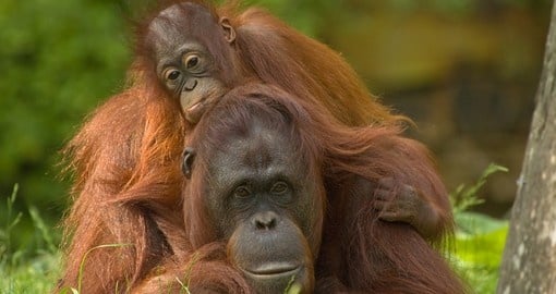 Mother orangutan with her cute baby