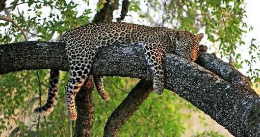 Wild leopard in a tree