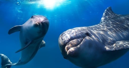Two curious dolphins