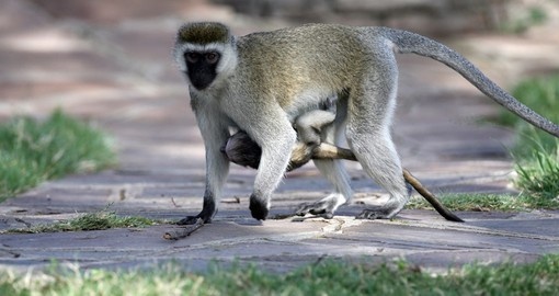 Vervet monkey and baby