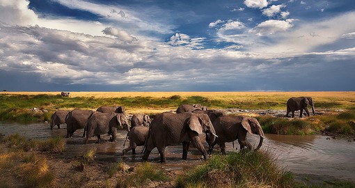 Tanzania is home to one of Africa's most significant remaining elephant populations