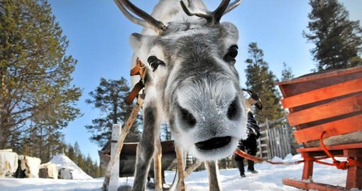 Visiting Finland means getting to know Lapland's Reindeer