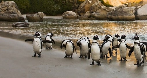 African Penguins on Boulders Beach, Cape Town