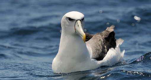 A shy albatross