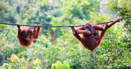 Orangutans hanging out