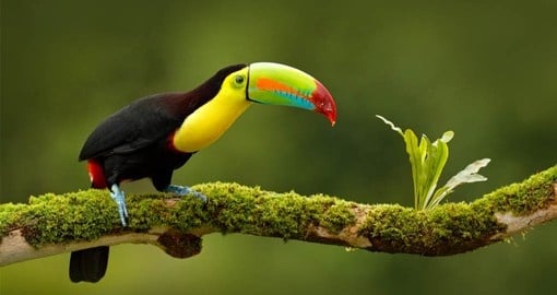 Costa Rica Vacations give you the opportunity to meet the amazing bird life including the Keel-Billed Toucan