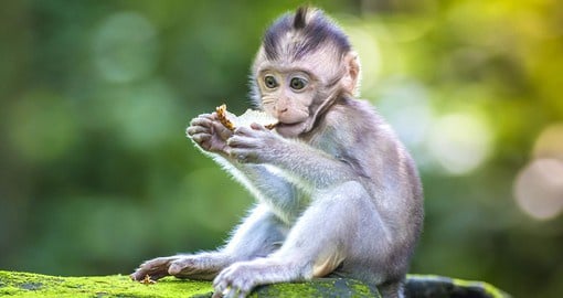 Get up and close with nature at the Sacred Monkey Forest in Ubud, a reserve populated by the Balinese long-tailed macaque