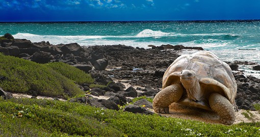 The Aldabra giant tortoise found in the Seychelles is one of the largest tortoises in the world