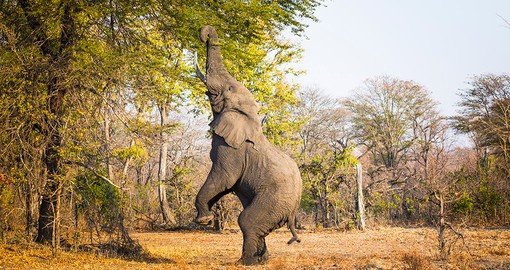 Experience the raw power and might of elephants as they display their skills in nature