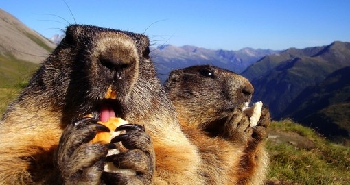 Marmots having lunch