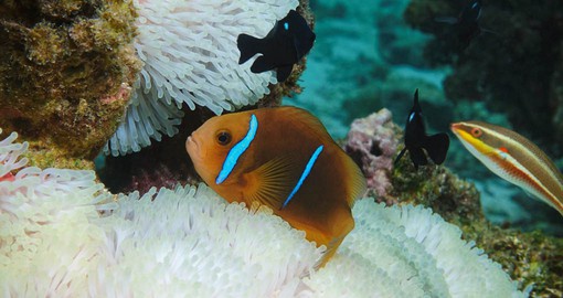 Explore the Cook Islands abundant marine life during your trip