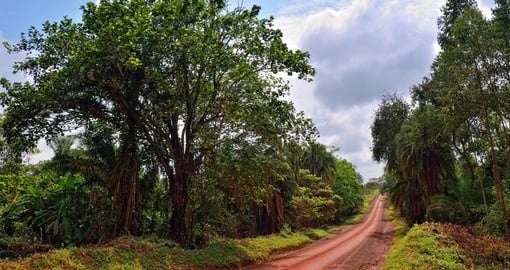 In the jungle of Uganda