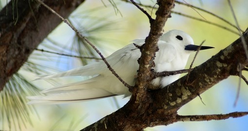 White Frigate Bird