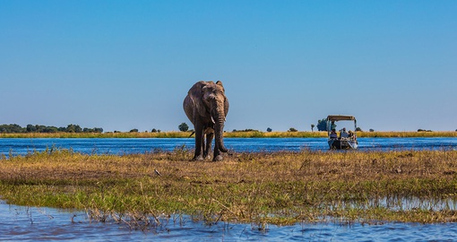 Botswana offers the opportunity to view animals in some of Africa's most pristine environments
