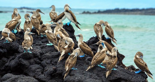 Located off the coast of mainland Ecuador, the Galapagos are renown for the unique wildlife