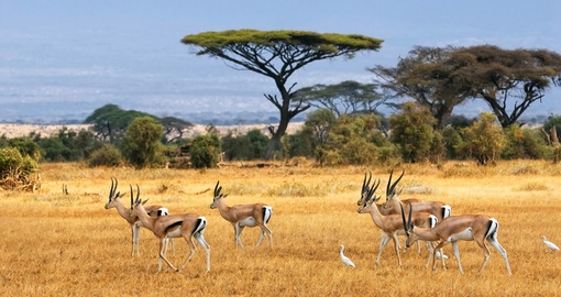 Gazelles in Amboseli National Park