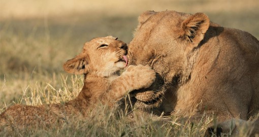 A lioness and her cub lovingly play with each other at the Chobe National Park
