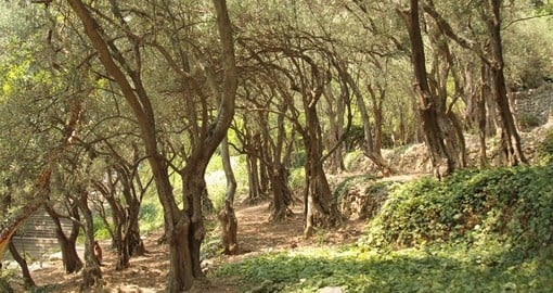 Olive-wood