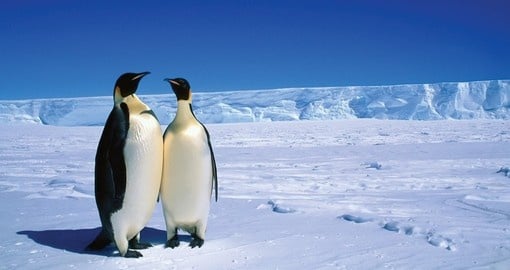 Unique Wildlife, including penguins and other air bound or flightless bird species are a highlight of an Antarctica Trips